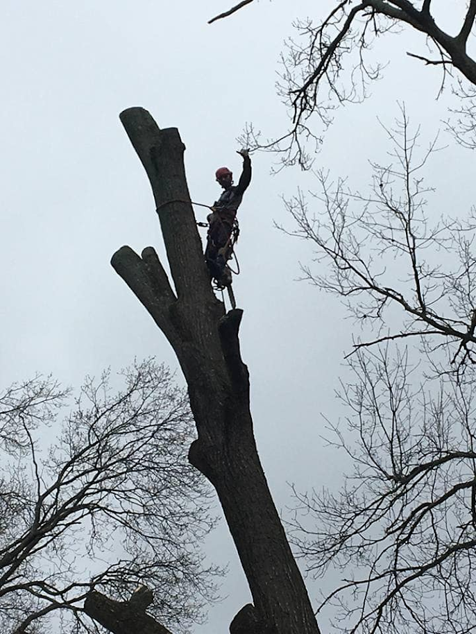 Tree Removal Smyrna TN - Rutherford County