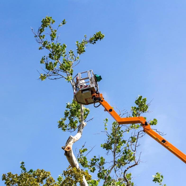 Emergency Tree Removal in Murfreesboro, TN: When and Why to Act Fast