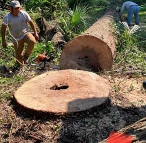 Emergency Tree Removal in Murfreesboro, TN: When and Why to Act Fast