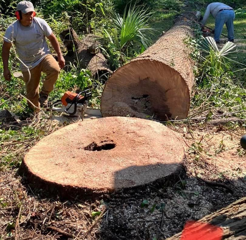 Emergency Tree Removal in Murfreesboro, TN: When and Why to Act Fast