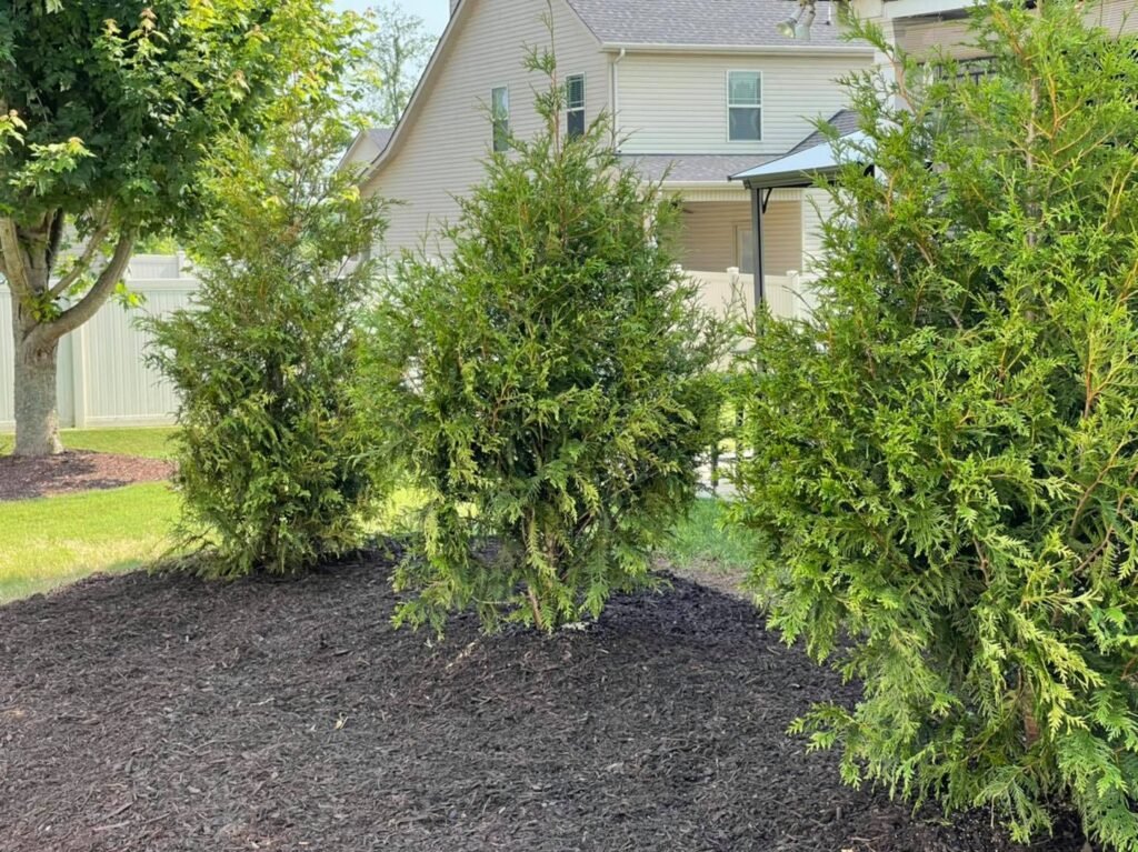 Benefits of Regular Tree Care for Murfreesboro, TN Properties