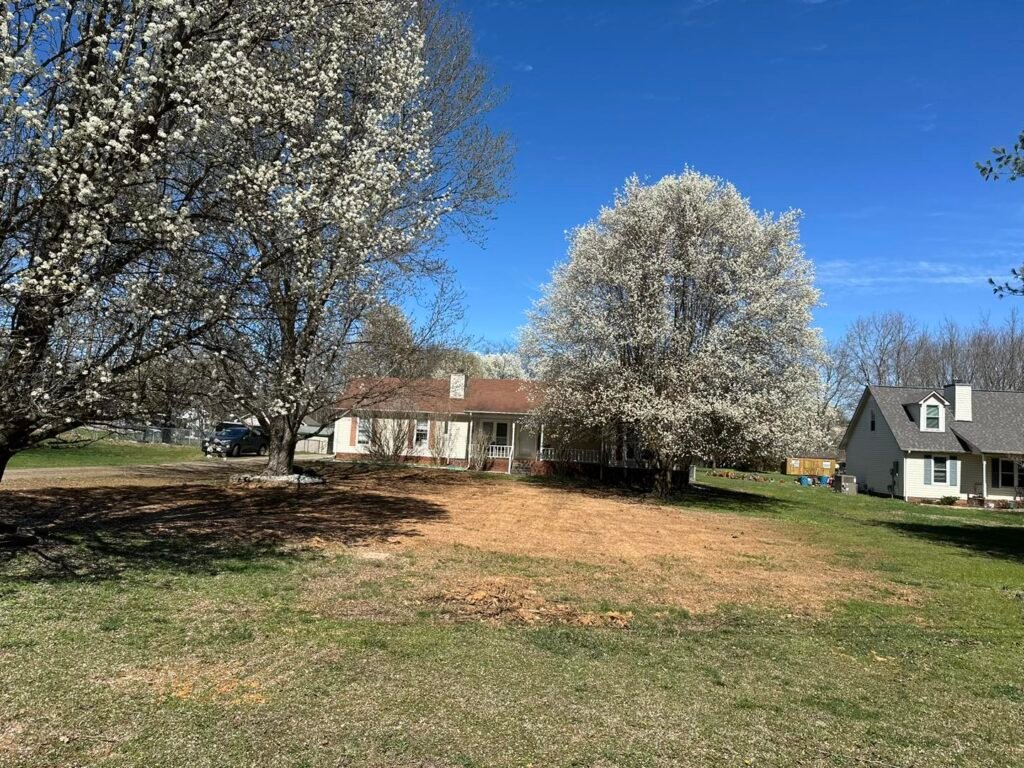 Benefits of Regular Tree Care for Murfreesboro, TN Properties