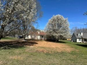 Benefits of Regular Tree Care for Murfreesboro, TN Properties