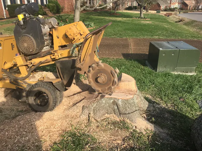 How to Remove a Tree Stump Safely: Tips for Murfreesboro Homeowners