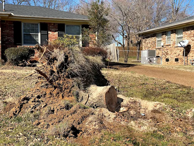 How to Remove a Tree Stump Safely: Tips for Murfreesboro Homeowners
