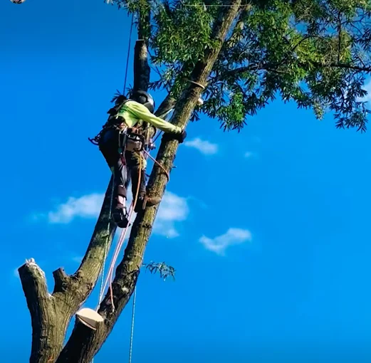 Best Time for Tree Trimming in Murfreesboro, TN | All American Tree Service