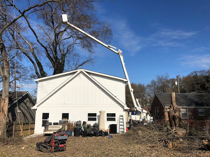 Best Time for Tree Trimming in Murfreesboro, TN | All American Tree Service
